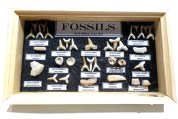 fossil  bones $40 10 x 5.5 x 1.25